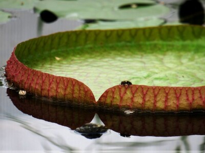 Procvjetao divovski tropski lopoč - Victoria cruziana Procvjetao divovski tropski lopoč - Victoria cruziana