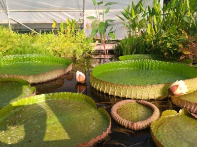 Procvjetao divovski tropski lopoč - Victoria cruziana Procvjetao divovski tropski lopoč - Victoria cruziana