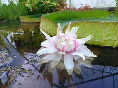 Procvjetao divovski tropski lopoč - Victoria cruziana Procvjetao divovski tropski lopoč - Victoria cruziana