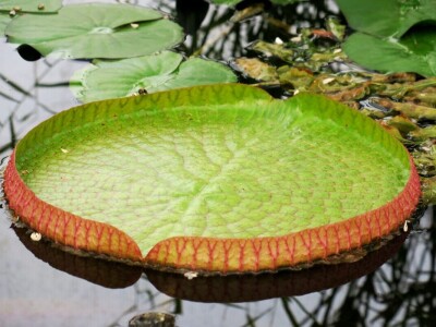 Procvjetao divovski tropski lopoč - Victoria cruziana Procvjetao divovski tropski lopoč - Victoria cruziana
