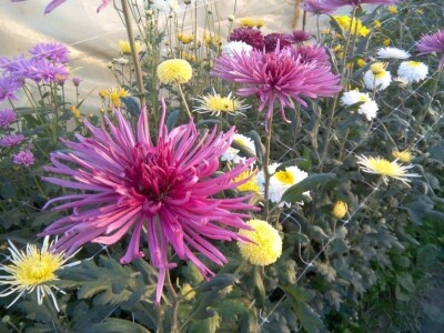 Prodaja cvijeća u Čapljini