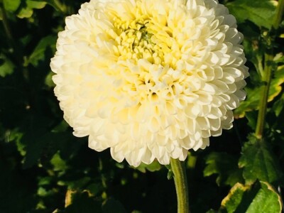 Prodaja cvijeća u Čapljini