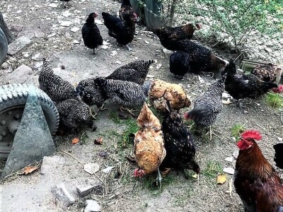 Prodaja iz naslonjača je učinkovitija i efikasnija Prodaja iz naslonjača je učinkovitija i efikasnija