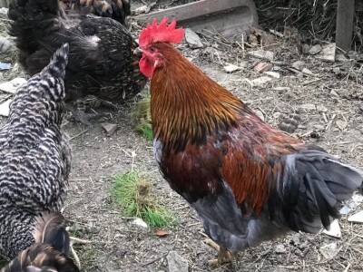 Prodaja iz naslonjača je učinkovitija i efikasnija Prodaja iz naslonjača je učinkovitija i efikasnija