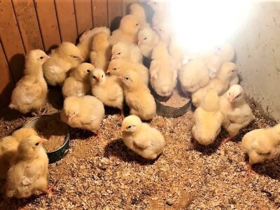 Prodaja iz naslonjača je učinkovitija i efikasnija Prodaja iz naslonjača je učinkovitija i efikasnija