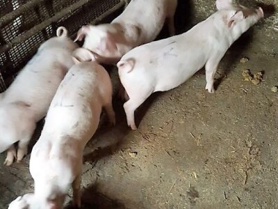 Prodaja iz naslonjača je učinkovitija i efikasnija Prodaja iz naslonjača je učinkovitija i efikasnija