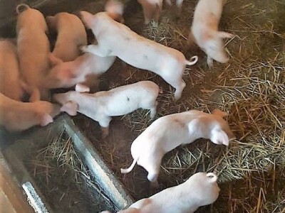 Prodaja iz naslonjača je učinkovitija i efikasnija Prodaja iz naslonjača je učinkovitija i efikasnija