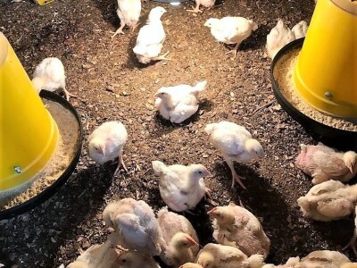 Prodaja iz naslonjača je učinkovitija i efikasnija Prodaja iz naslonjača je učinkovitija i efikasnija