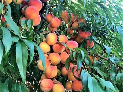 Prodaja iz naslonjača je učinkovitija i efikasnija Prodaja iz naslonjača je učinkovitija i efikasnija