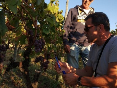 Prof. dr. Edi Maletić i tim znanstvenika sa zagrebačkog  Agronomskog fakulteta: Otkrili i zaštitili 130 autohtonih sorti vinove loze!