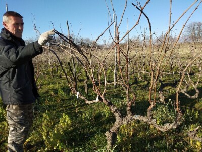 Prof. dr. Edi Maletić i tim znanstvenika sa zagrebačkog  Agronomskog fakulteta: Otkrili i zaštitili 130 autohtonih sorti vinove loze!