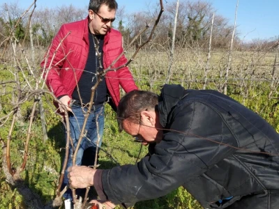 Prof. dr. Edi Maletić i tim znanstvenika sa zagrebačkog  Agronomskog fakulteta: Otkrili i zaštitili 130 autohtonih sorti vinove loze!
