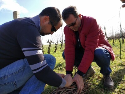 Prof. dr. Edi Maletić i tim znanstvenika sa zagrebačkog  Agronomskog fakulteta: Otkrili i zaštitili 130 autohtonih sorti vinove loze!
