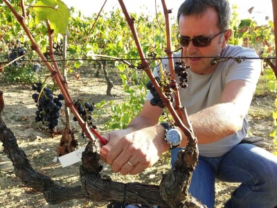 Prof. dr. Edi Maletić i tim znanstvenika sa zagrebačkog  Agronomskog fakulteta: Otkrili i zaštitili 130 autohtonih sorti vinove loze!