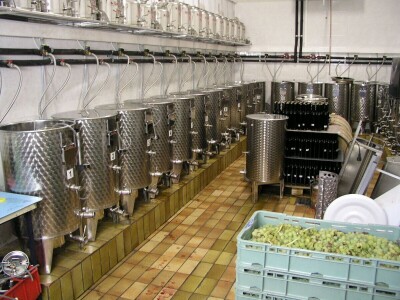 Prof. dr. Edi Maletić i tim znanstvenika sa zagrebačkog  Agronomskog fakulteta: Otkrili i zaštitili 130 autohtonih sorti vinove loze!