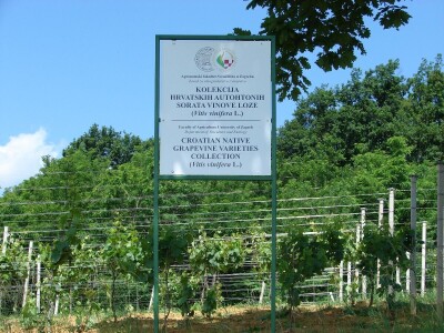 Prof. dr. Edi Maletić i tim znanstvenika sa zagrebačkog  Agronomskog fakulteta: Otkrili i zaštitili 130 autohtonih sorti vinove loze!