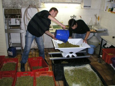 Prof. dr. Edi Maletić i tim znanstvenika sa zagrebačkog  Agronomskog fakulteta: Otkrili i zaštitili 130 autohtonih sorti vinove loze!