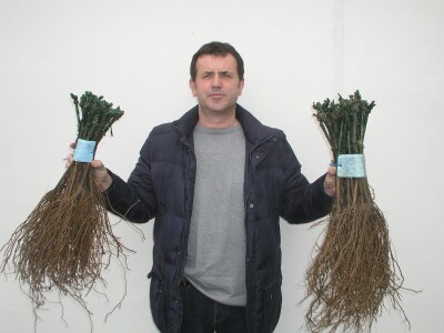 Prof. dr. Edi Maletić i tim znanstvenika sa zagrebačkog  Agronomskog fakulteta: Otkrili i zaštitili 130 autohtonih sorti vinove loze!