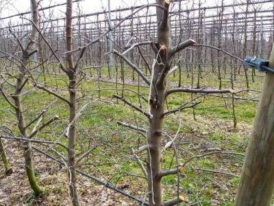 Profesionalnih rezača voća, sve je manje