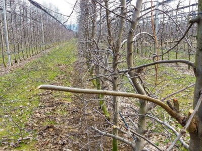 Profesionalnih rezača voća, sve je manje