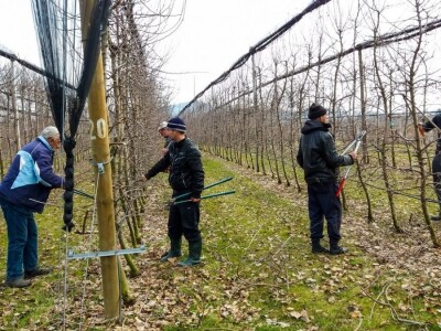 Profesionalnih rezača voća, sve je manje