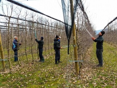 Profesionalnih rezača voća, sve je manje