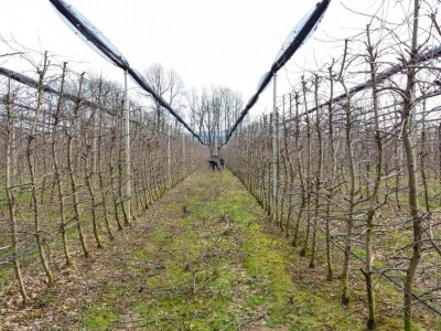 Profesionalnih rezača voća, sve je manje