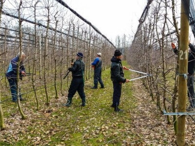 Profesionalnih rezača voća, sve je manje