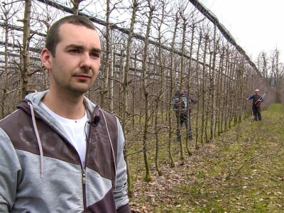 Profesionalnih rezača voća, sve je manje