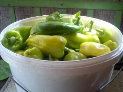 Profesorka ruskog u potrazi za najjednostavnijim načinom proizvodnje povrća Profesorka ruskog u potrazi za najjednostavnijim načinom proizvodnje povrća