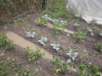 Profesorka ruskog u potrazi za najjednostavnijim načinom proizvodnje povrća Profesorka ruskog u potrazi za najjednostavnijim načinom proizvodnje povrća