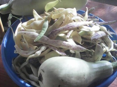 Profesorka ruskog u potrazi za najjednostavnijim načinom proizvodnje povrća Profesorka ruskog u potrazi za najjednostavnijim načinom proizvodnje povrća