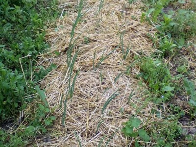 Profesorka ruskog u potrazi za najjednostavnijim načinom proizvodnje povrća Profesorka ruskog u potrazi za najjednostavnijim načinom proizvodnje povrća