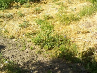 Profesorka ruskog u potrazi za najjednostavnijim načinom proizvodnje povrća Profesorka ruskog u potrazi za najjednostavnijim načinom proizvodnje povrća