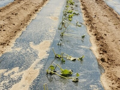 Proglašena elementarna nepogoda za 10 naselja na bekovačkom području: Štete veće od 10 milijuna kuna!