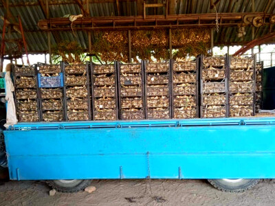 Proizvodnja belog luka u Padini kod Pančeva