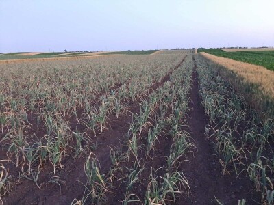 Proiyvodnja belog luka u Padini kod Pančeva