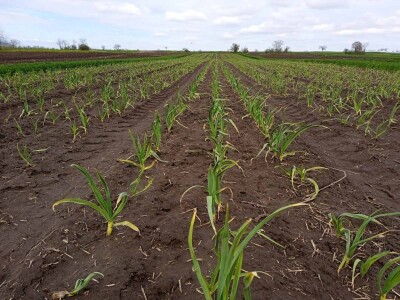 Proiyvodnja belog luka u Padini kod Pančeva
