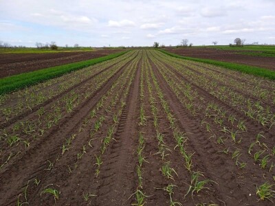 Proiyvodnja belog luka u Padini kod Pančeva