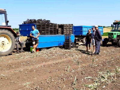 Proizvodnja belog luka u Padini kod Pančeva