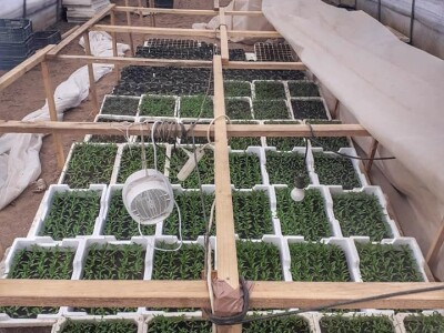 Proizvedemo 3.000 tegli ajvara i do Nove godine sve rasprodamo