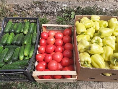 Proizvedemo 3.000 tegli ajvara i do Nove godine sve rasprodamo