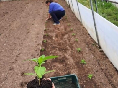 Proizvedemo 3.000 tegli ajvara i do Nove godine sve rasprodamo