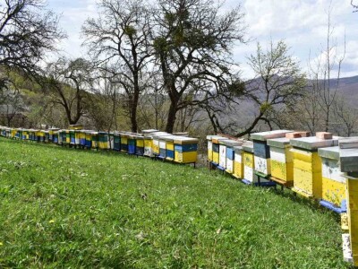 Proizvedemo 3.000 tegli ajvara i do Nove godine sve rasprodamo