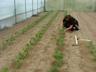 Proizvedemo 3.000 tegli ajvara i do Nove godine sve rasprodamo