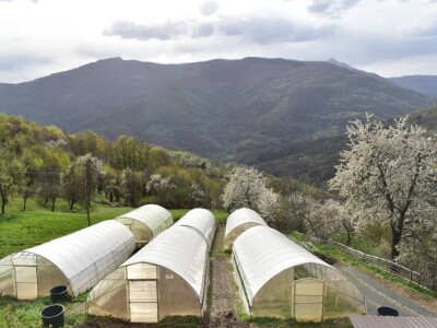 Proizvedemo 3.000 tegli ajvara i do Nove godine sve rasprodamo