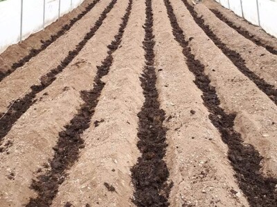 Proizvedemo 3.000 tegli ajvara i do Nove godine sve rasprodamo