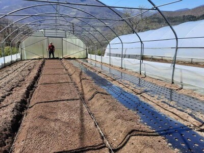 Proizvedemo 3.000 tegli ajvara i do Nove godine sve rasprodamo