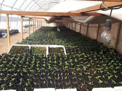 Proizvedemo 3.000 tegli ajvara i do Nove godine sve rasprodamo