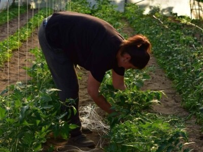 Proizvedemo 3.000 tegli ajvara i do Nove godine sve rasprodamo